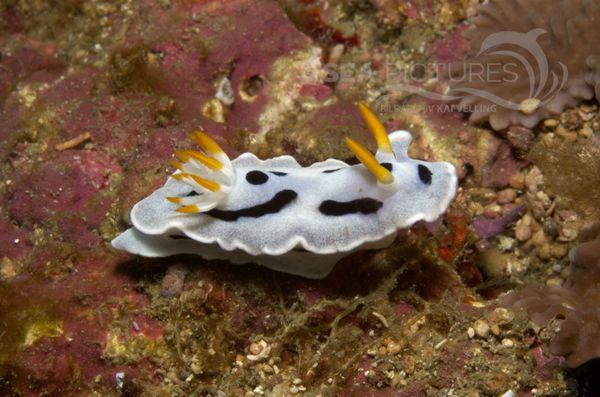 KV Chromodoris dianae PH 08 00372