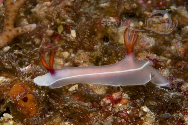 Hypselodoris bullocki 