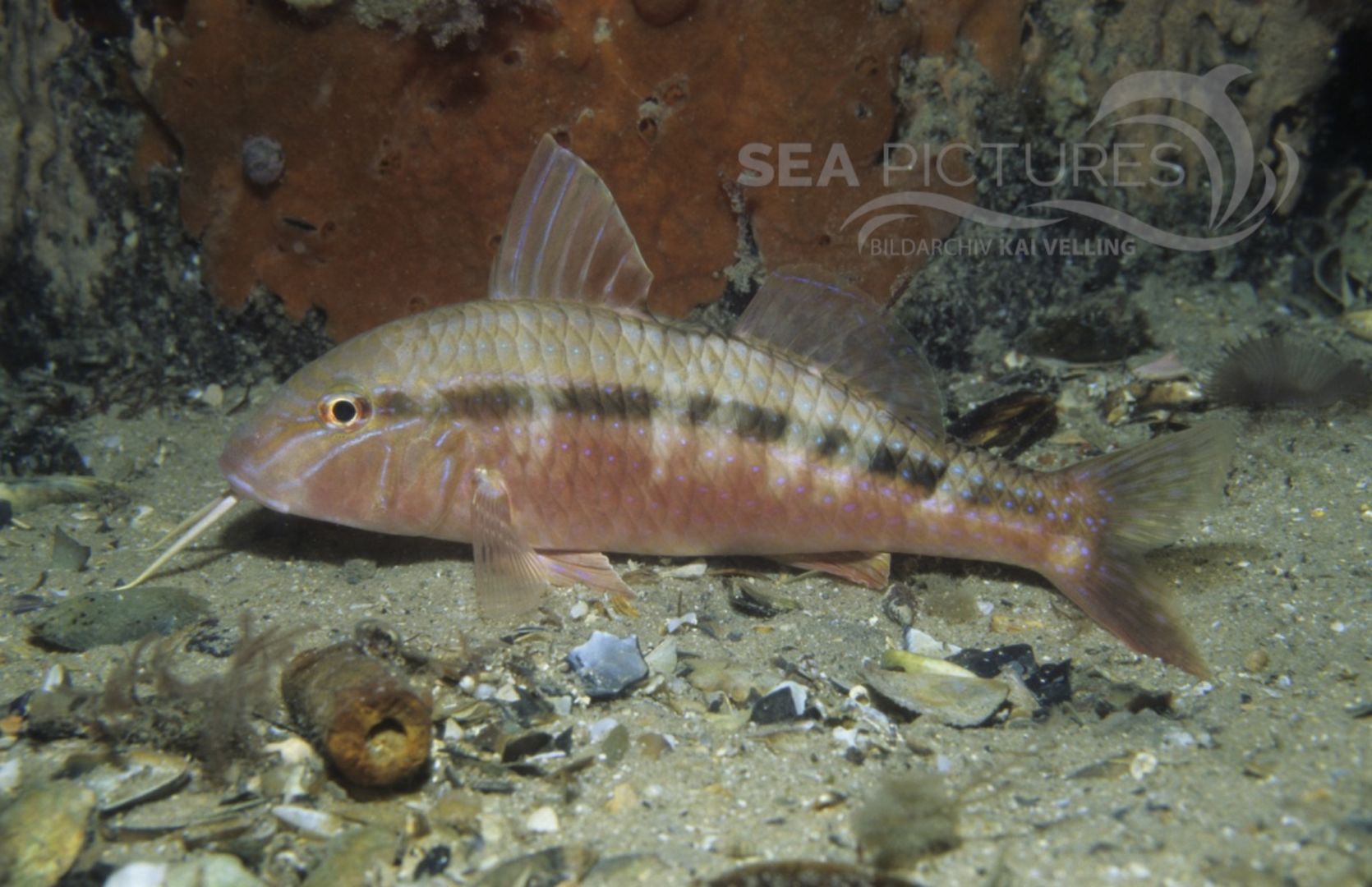 KV Meerbarbe  Upeneichthys vlamingii  AU POR 04