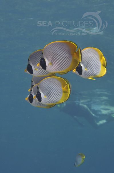 Chaetodon adiergastos