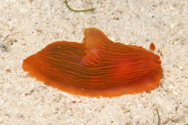 Gymnodoris sp