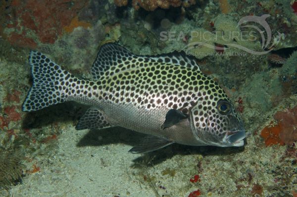 KV Harlekin-Su  sslippe  Plectorhinchus chaetodonoides MALA 06