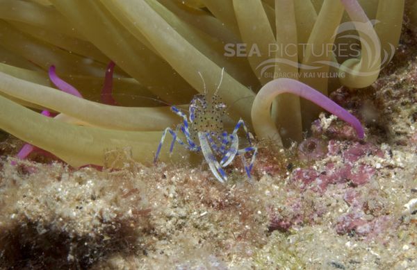 KV Mittelmeer-Partnergarnele Periclimenes aegylios  KR 06 977