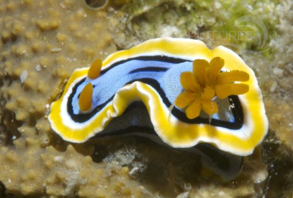 KV Chromodoris annae MaLA 06 3