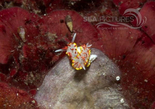 KV Diaphorodoris papillata Paar KR 06 896