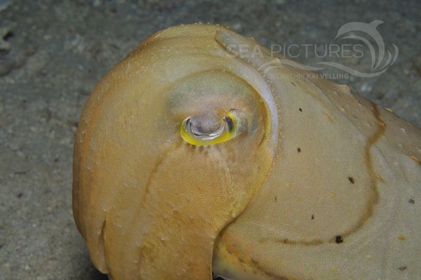 Sepia latimanus