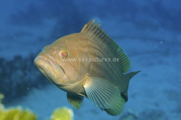 Epinephelus costae