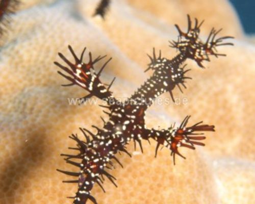 Geisterpfeifenfische