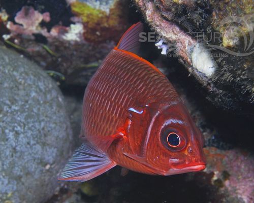 Soldatenfische