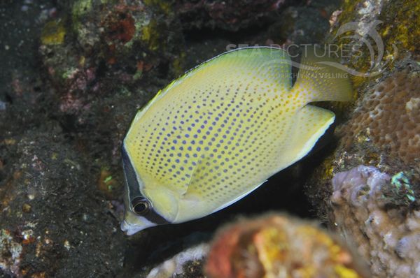 Chaetodon citrinellus