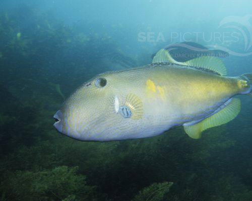Feilenfische