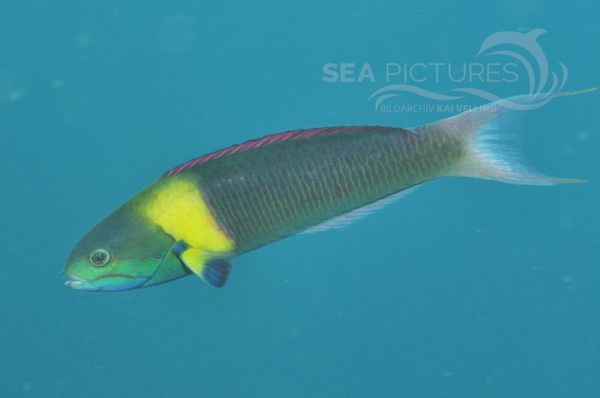  Thalassoma sp