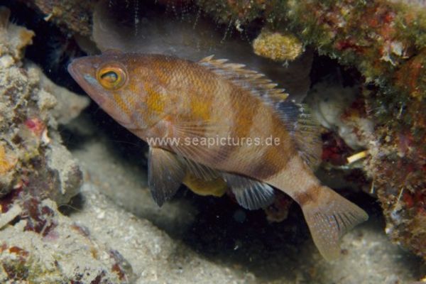 Serranus hepatus