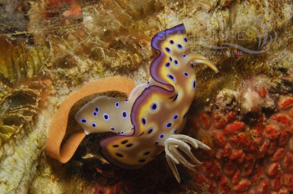 Chromodoris kunei