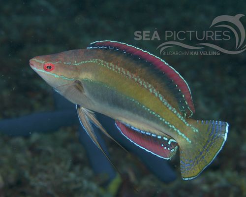 Meeresfische Meeresfische