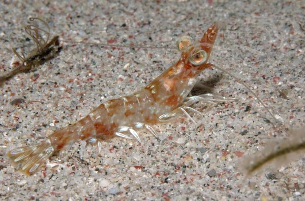 KV Metapenaeopsis sp.  PH 06 082