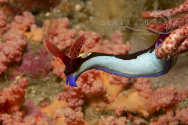 Nembrotha chamberlaini