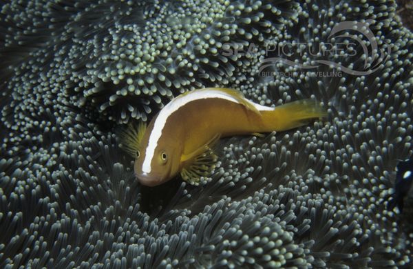 KV O  stlicher Weissru  cken-Anemonenfisch  Amphiprion sandaracinos   AU NI 04