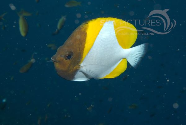 KV Pyramiden-Falterfisch  Hemitaurichthys polylepis  MALA 06