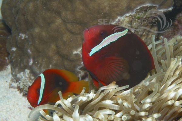 Amphiprion frenatus