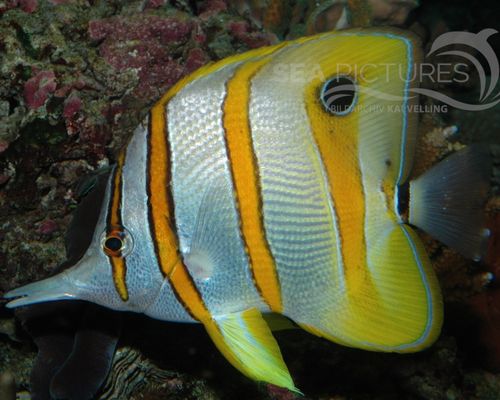 Falterfische