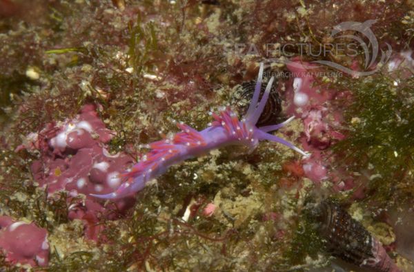 KV Flabellina pedata Cerata kurz KR 06 1390