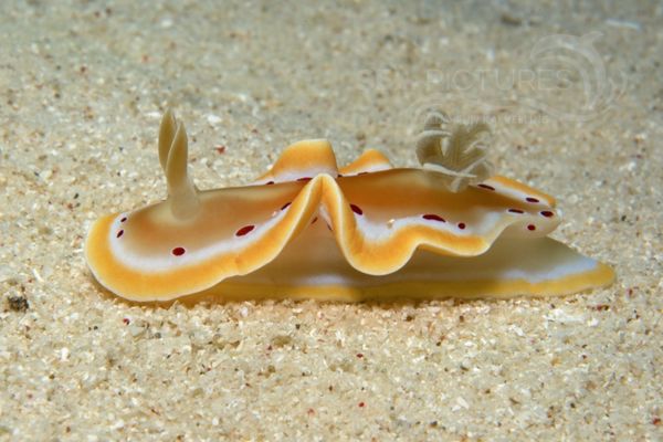 Glossodoris cruenta