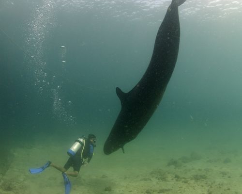 Taucher und Wracks Taucher und Wracks