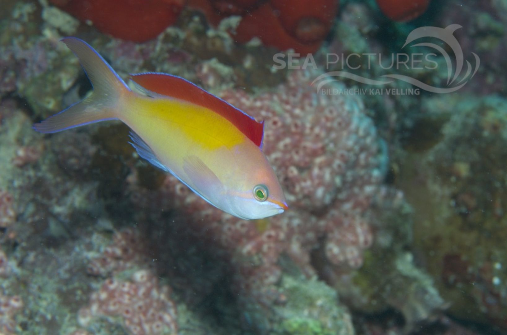  KV Fahnenbarsch Pseudanthias ignitus MALA 06.