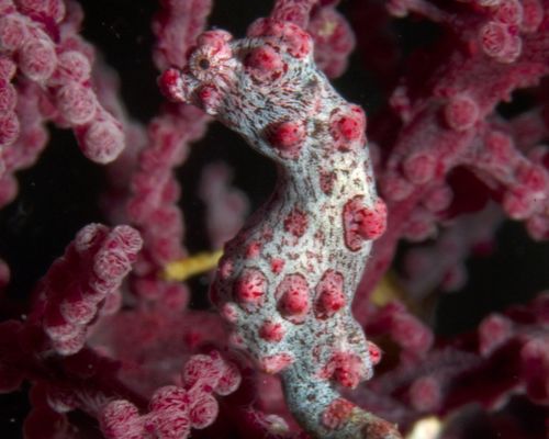 Meeresfische Meeresfische