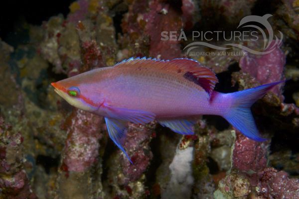 Pseudanthias tuka 