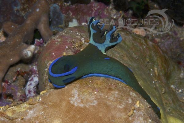 Tambja morosa