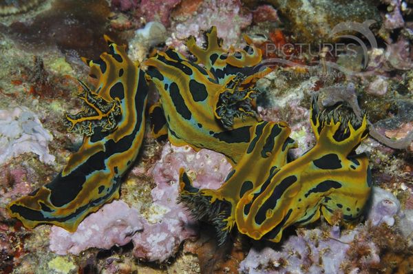 Tambja blacki