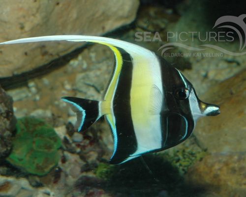 Halfterfische
