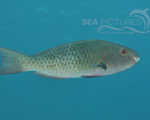 Papageienfische
