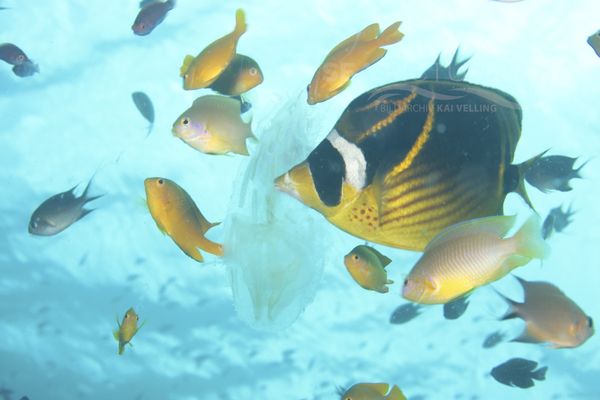 Chaetodon lunula