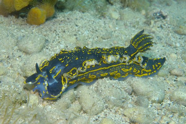 Hypselodoris picta picta