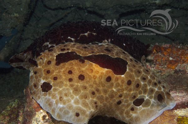 KV Pleurobranchus grandis Paarung PH 06 022