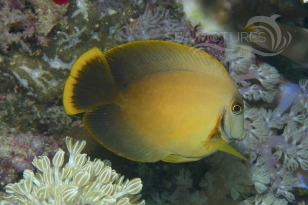 Acanthurus pyroferus