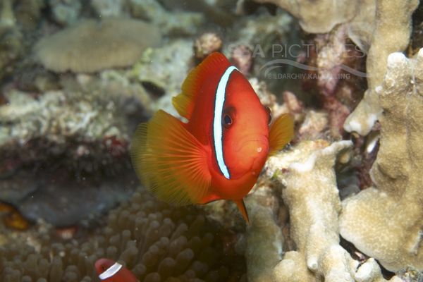 Amphiprion frenatus