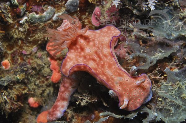 Ceratosoma cornigerum