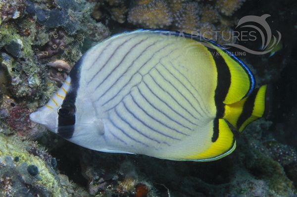 Chaetodon vagabundus