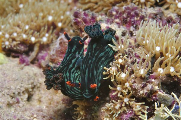 Nembrotha kubaryana