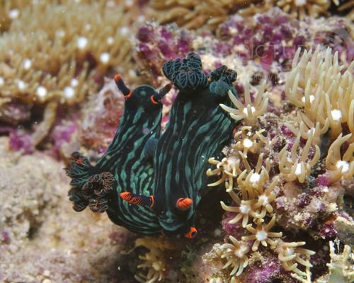 Niedere Tiere Niedere Tiere