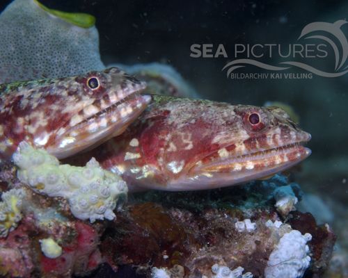 Eidechsenfische