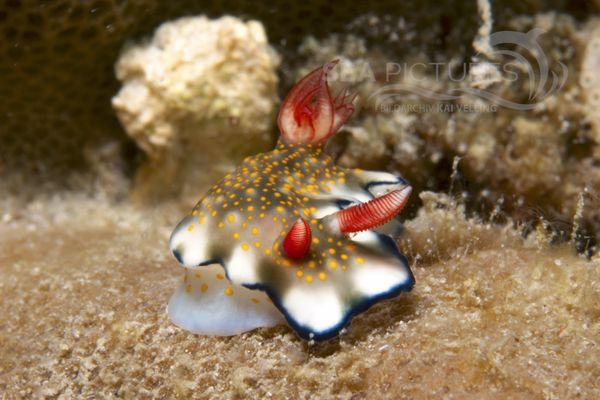 Hypselodoris bollandi