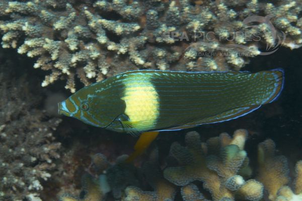 Labrichthys unimaculatus