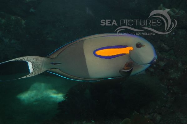 Acanthurus olivaceusC 4558