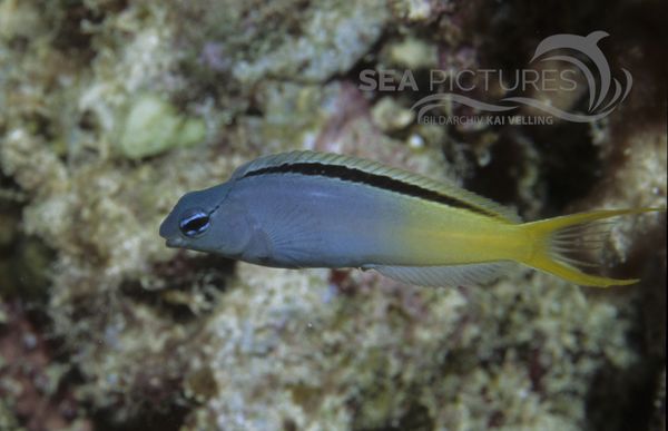 KV Augenstreifen Sa  belzahnschleimfisch  Meiacanthus atrodorsalis   AU PO 04