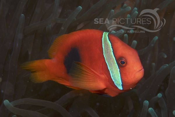 Amphiprion sp